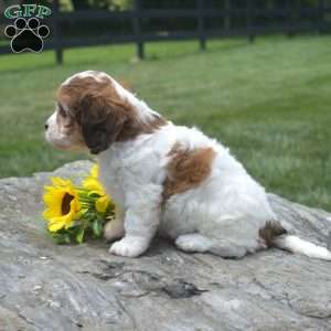 Flower, Cavachon Puppy
